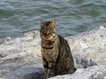 ねことじいちゃん